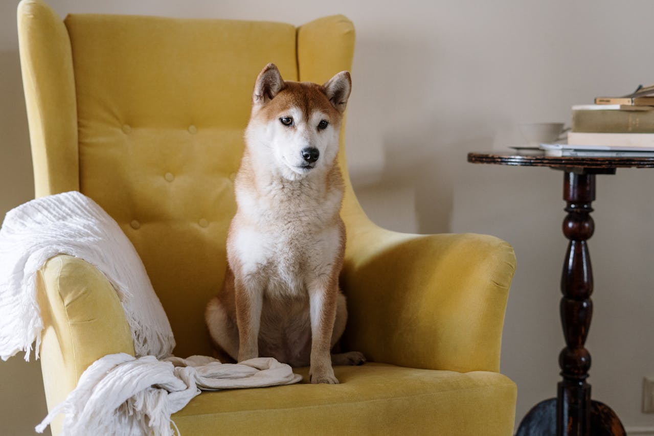 Cute dog on plush cozy yellow armchair