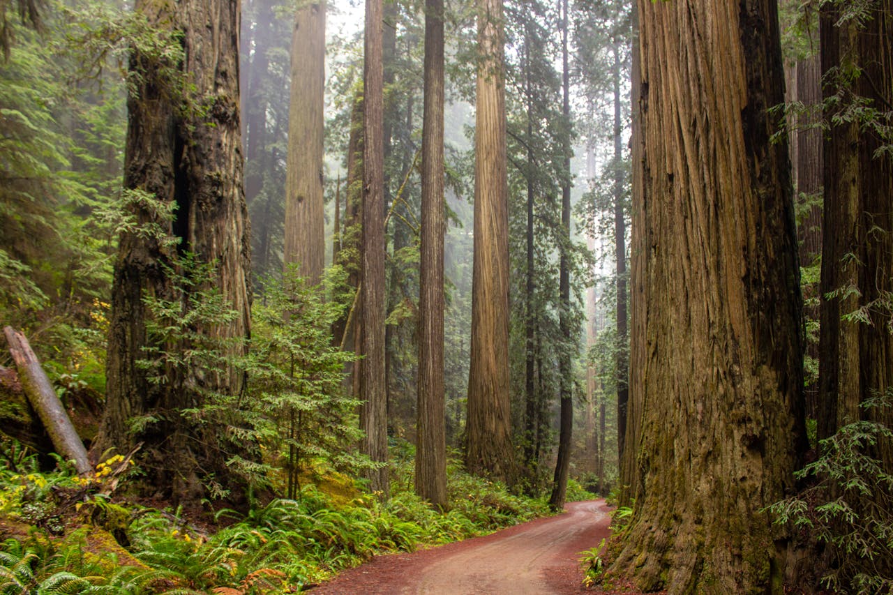 Trees Beside Road - Featured Image for 