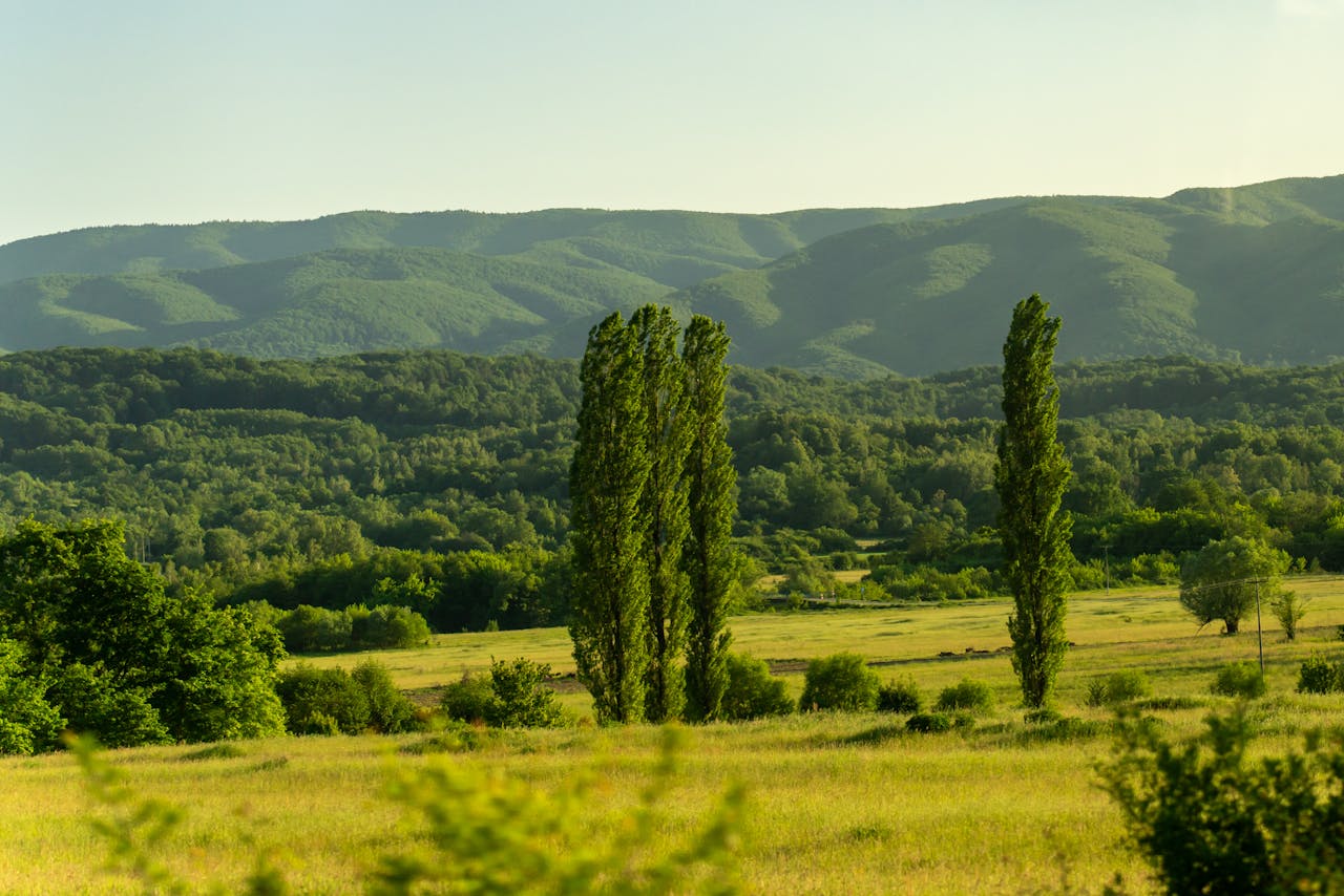 Poplar Trees on a Meadow in Europe