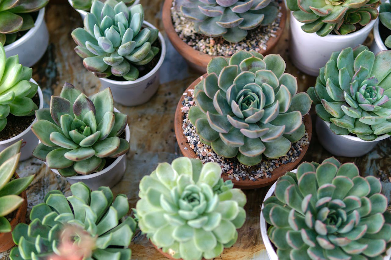 Variety of Succulent Plants in Small Pots